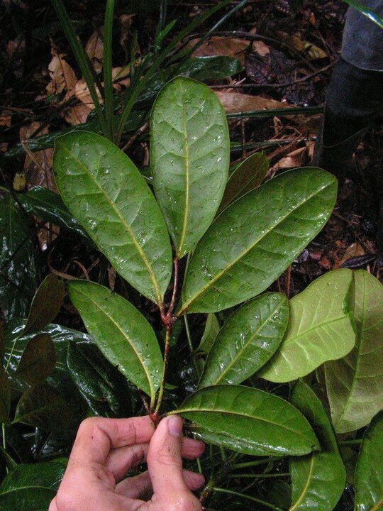 An infusion made from catuaba leaves will increase potency before sex