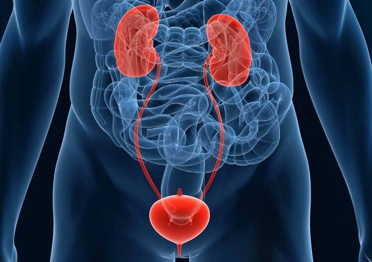 Diseases of the genitourinary system can cause potency problems. 