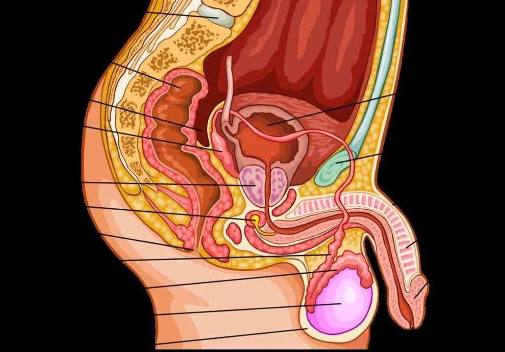 male penis anatomy