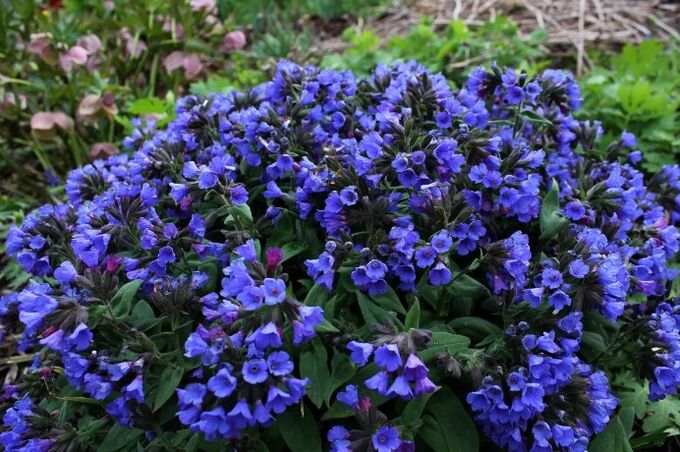 Flowers of medunitsa